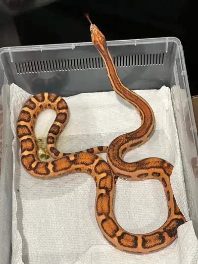 0.1 Scaleless het Amel Anery 2022 - Proven Breeder Selling because I’m leaving Canada. No Cheap Nego...