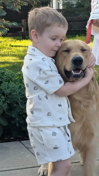 1 year old male golden retriever neutered, View more