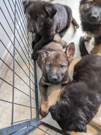 CKC registered German Shepherd puppies