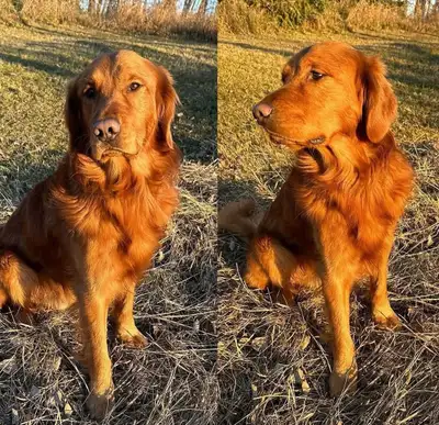 Countrycreek Golden Retrievers Schauenberg Beau’s x Countrycreek Bailey’s Palmer litter arrived on J...