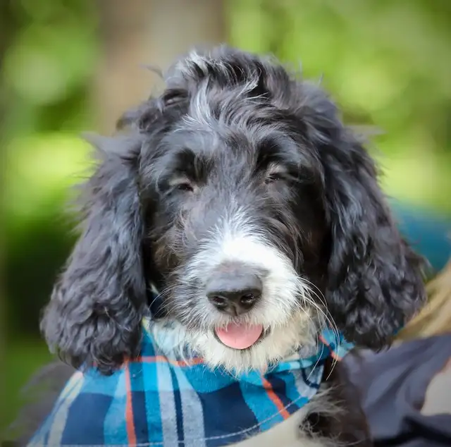 6 TRÈS  RARES BORDOODLES, DOODLES,   CHIOTS,PUPPY in Dogs & Puppies for Rehoming in Laurentides - Image 11