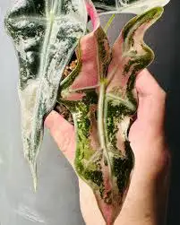 alocasia sanderiana/ nobilis in Plants, Fertilizer & Soil in City of Toronto - Image 2