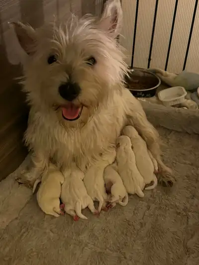 Westie chiots, View more