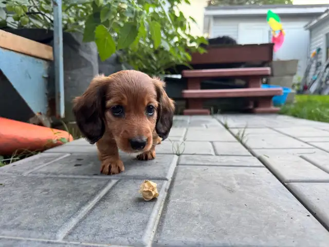 Teckel miniature poil long in Dogs & Puppies for Rehoming in Trois-Rivières - Image 3