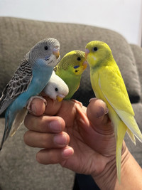 Quality Budgies - parakeets