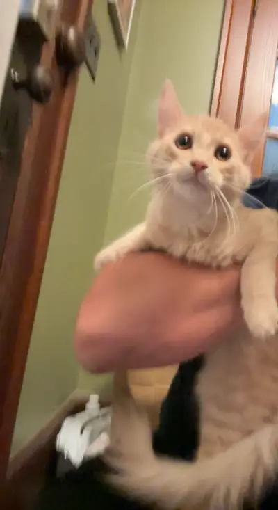 4 month old kitten, View more