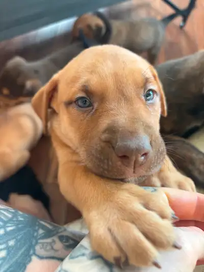 Two Beautiful Bullmastiff/Rottweiler Puppies – Ready for Their Forever Homes! We have two adorable 1...