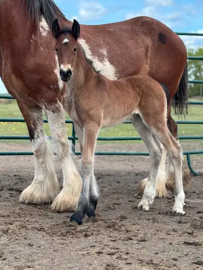 2025 Friesdale (Friesian x Clydesdale), View more
