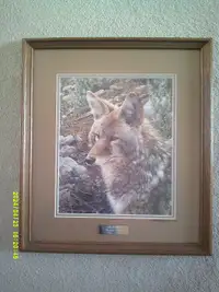 Carl Brenders Art - Natural Suvivor Coyote Print