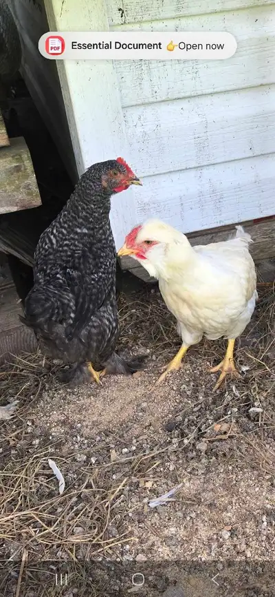 2 young roosters, View more