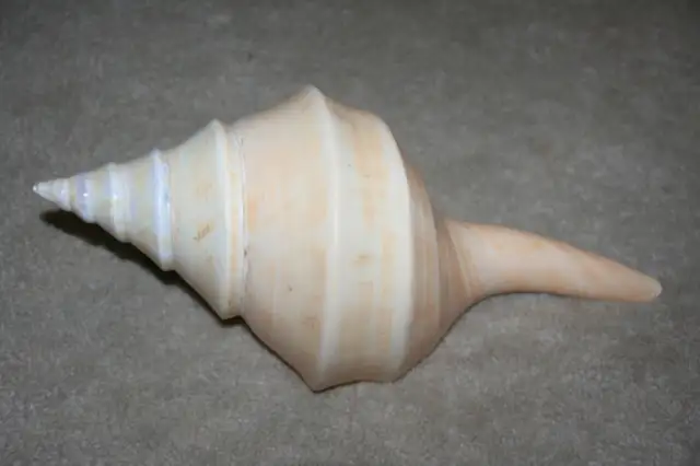 SEASHELL 14 INCHES LONG Philippines 1990's Great for Aquarium63006662342017124