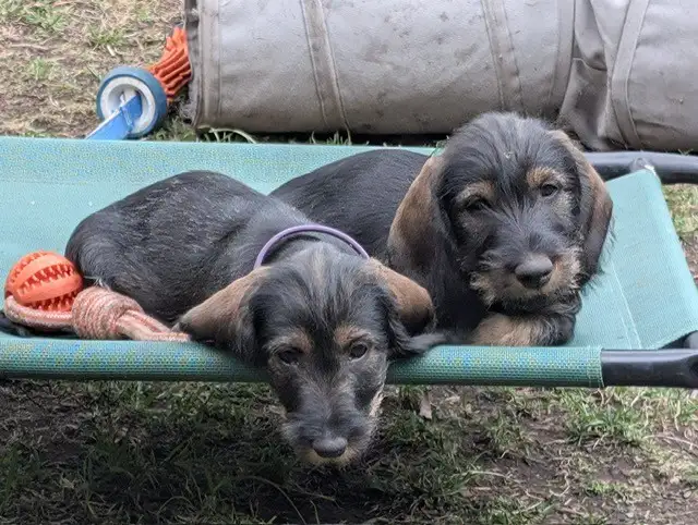 Puppies () in Dogs & Puppies for Rehoming in Markham / York Region - Image 6