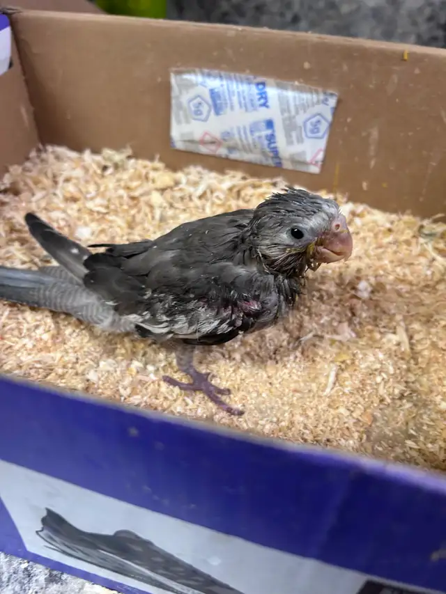 Handfed white face baby cockatiels in Birds for Rehoming in Saskatoon - Image 6