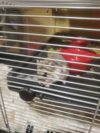 Hamster with Cage and accessories for sale
