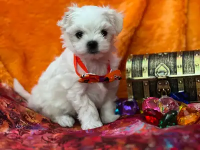 CKC Registered Male Maltese Puppy, View more