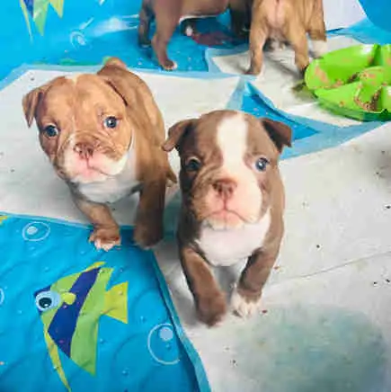 Olde English Bulldog puppies in Dogs & Puppies for Rehoming in Oshawa / Durham Region - Image 2