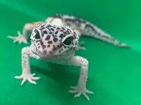 Bébé gecko léopard femelle rare 