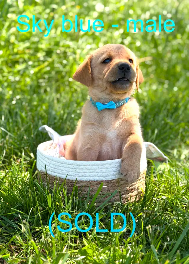 Golden Retriever X Labrador Puppies (SOLD) in Dogs & Puppies for Rehoming in Owen Sound - Image 2