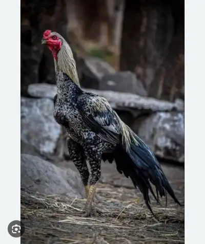 Please I’m looking for aseel chickens. Rooster and hens. Please contact 2049991301 Cross is ok also