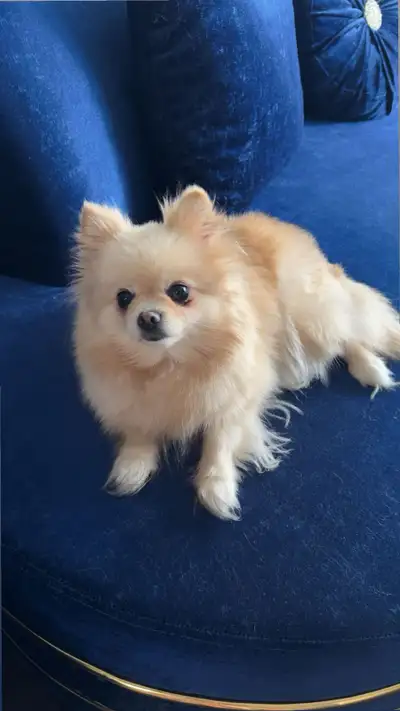 Pomeranian one girl one boy, View more