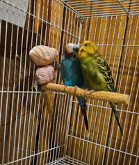 Healthy breeding pair with breeding box.