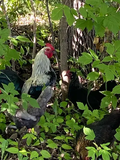 2 hens and 1 rooster Bantam , View more