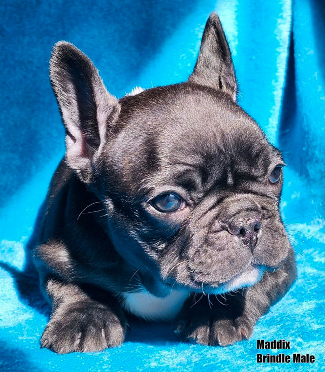 French Bulldog Puppies “CKC Registered” in Dogs & Puppies for Rehoming in Calgary - Image 2