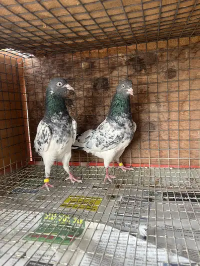 pigeons for sale, View more