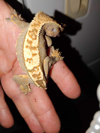 Beautiful Male Crested Gecko 
