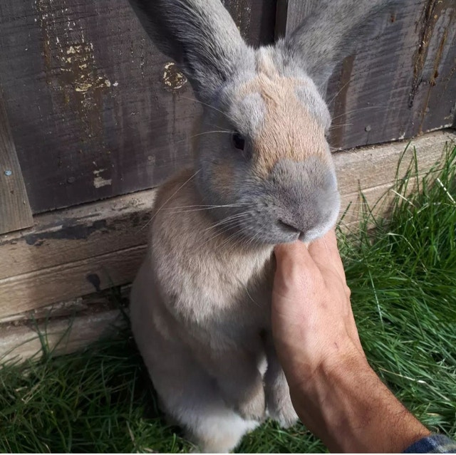 New Zealand Rabbits Livestock Mississauga / Peel Region Kijiji
