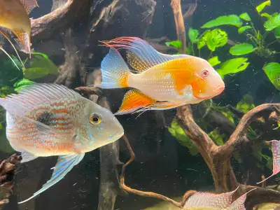 Lots of Geophagus for sale, View more