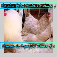 ☀️Poussins de Poule pour oeuf et chaire Orpington