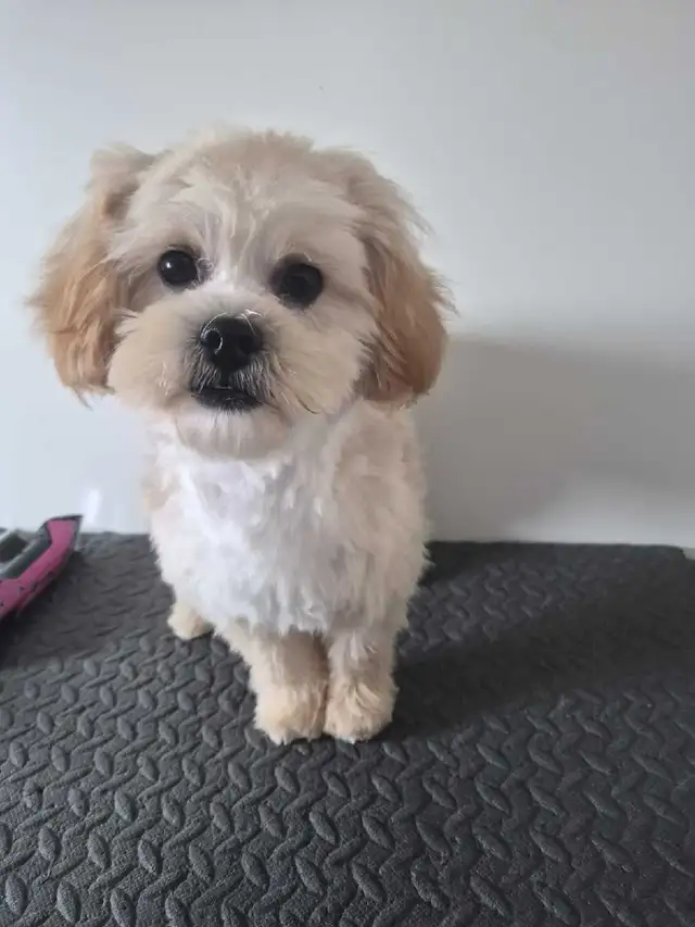Toy shihtzu poodle..Only one puppy left in Dogs & Puppies for Rehoming in Winnipeg - Image 7