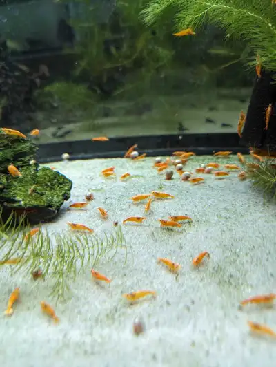 Pumpkin Shrimp(Neocaridina), View more