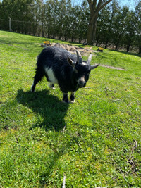 Male pigmy goat