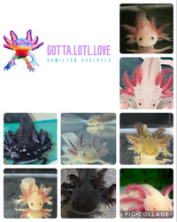 Axolotls - ethical and reputable breeder