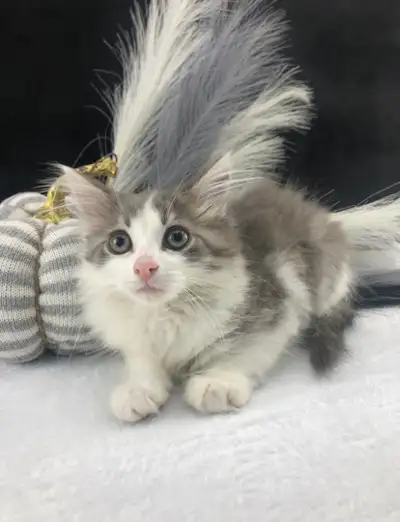 Stunning grey and white Maine Coon kitten seeking a dedicated and caring permanent home. This kitten...