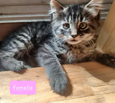 2 Chatons femelle de 2 mois (20$ chaques), View more