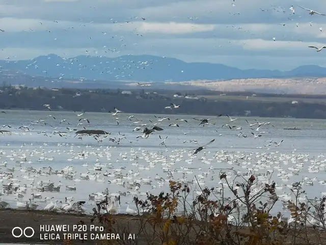 CHALET à louer bord de l'eau  Fl. St-Laurent " QUEBEC "2026 in Quebec in Canada - Image 4