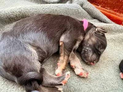 Long coat German shepherd puppies, View more