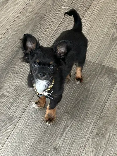 Two Loving Shih Tzu Chihuahua Mix Dogs Looking for a New Home, View more