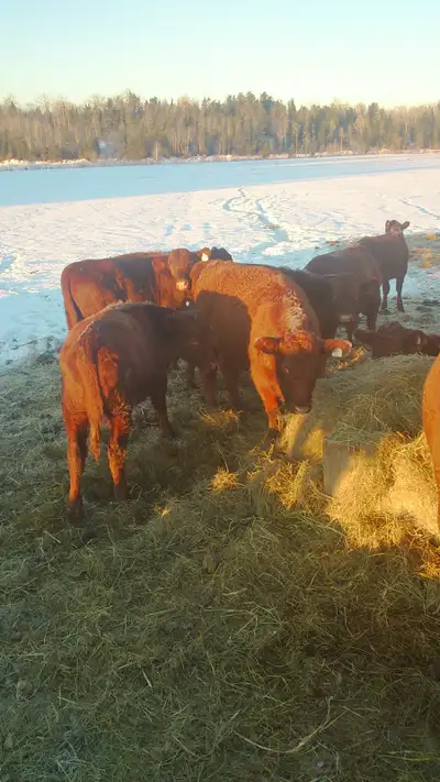 Cows and heifers , View more