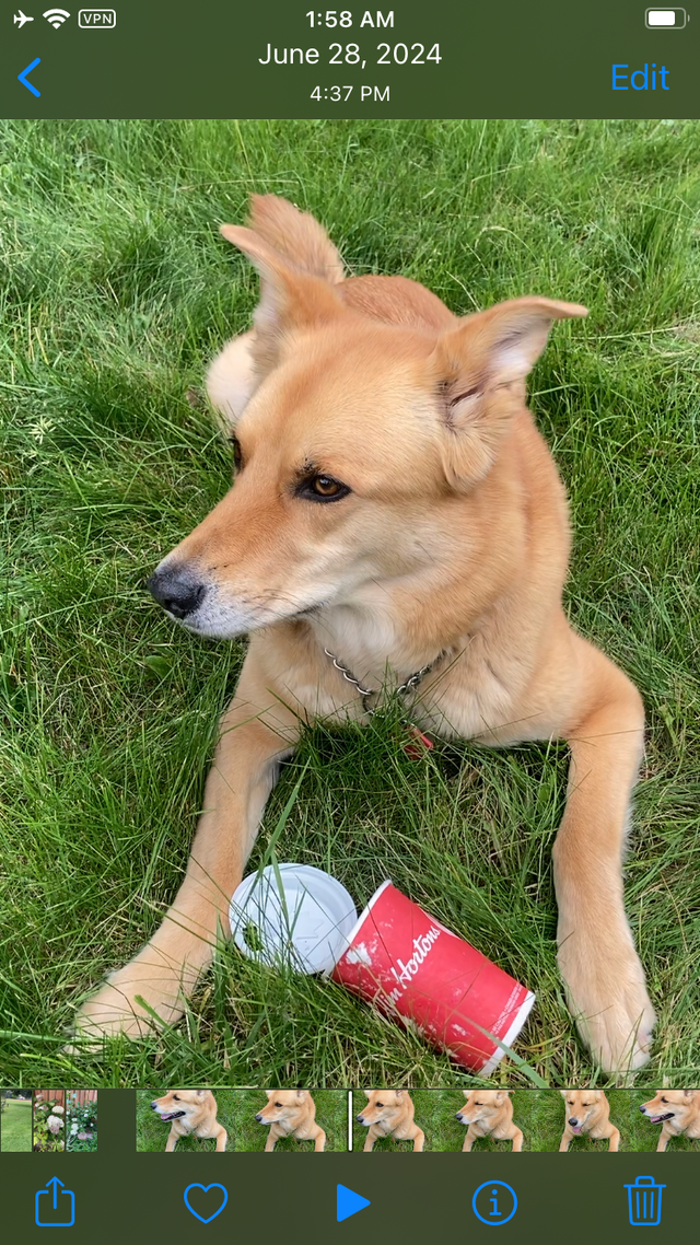 German Shepherd / Lab Mix Beautiful Dog re-homing in Dogs & Puppies for Rehoming in Markham / York Region - Image 3