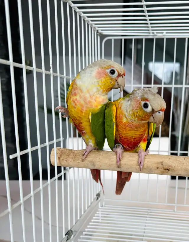 downsizing aviary  in Birds for Rehoming in Calgary - Image 5