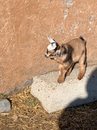 Mini goat bucklings