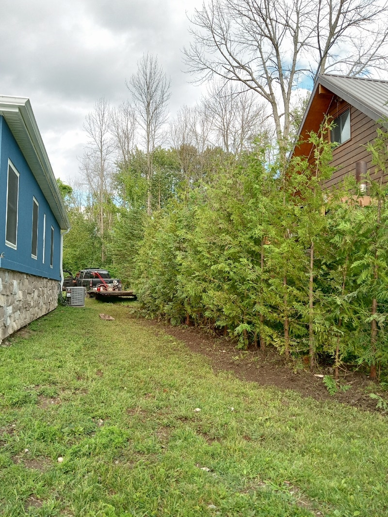 Trees 4 Sale!! Plants, Fertilizer & Soil Barrie Kijiji