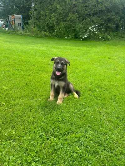 Puppy for Rehoming, View more