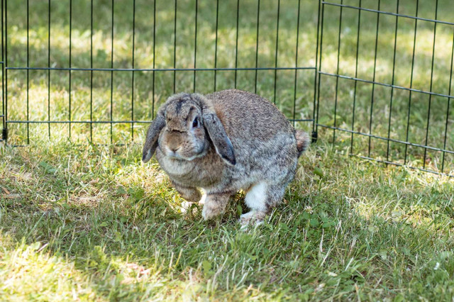 Bunnies looking for loving families  in Small Animals for Rehoming in Brantford - Image 3