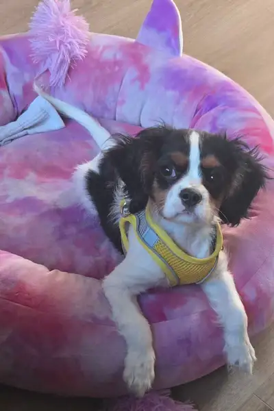 King charles spaniel puppy. Female 3 months old. Rehoming only due to life circumstances have change...
