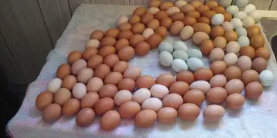 Natural grain and vegetable fed hens laying brown eggs. Free ranged and grass fed in 3 seasons. The...